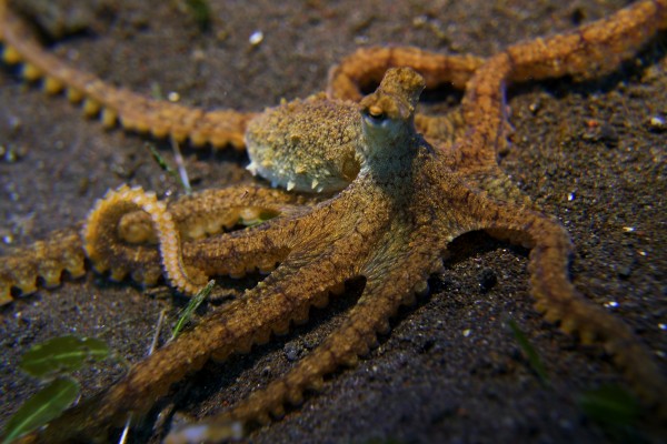 Octopus by Michael Brown